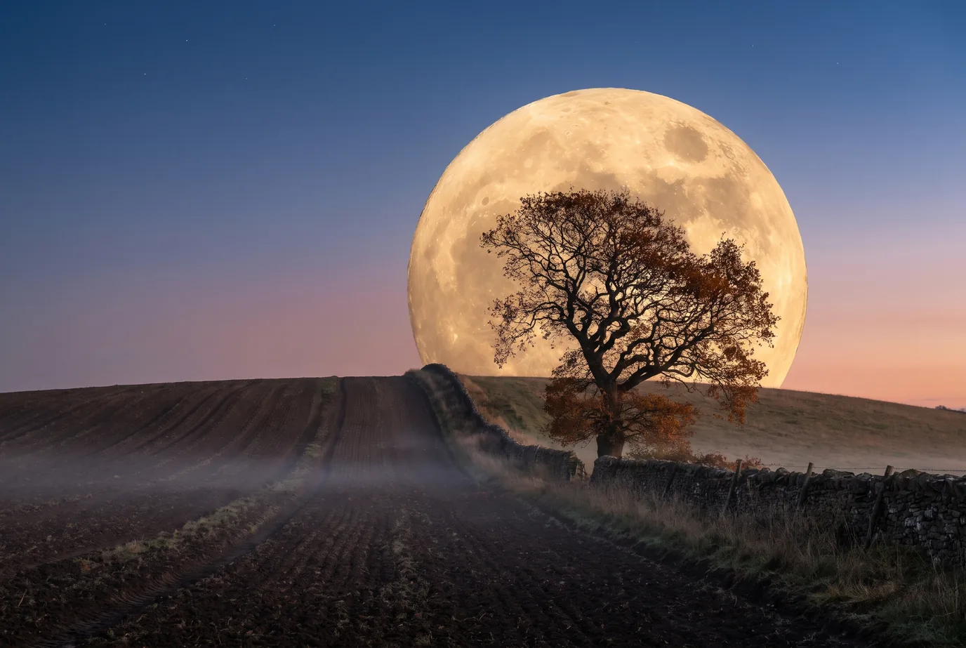 Großer goldener Vollmond geht hinter einer alten Eiche auf einem Hügel auf, davor ein gepflügtes Feld mit Bodennebel und eine Trockenmauer