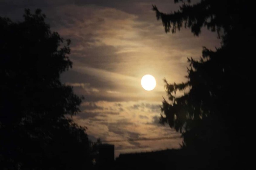 Heller Mond zwischen den dunklen Silhouetten eines Laubbaums und einer Tanne, umgeben von warm angeleuchteten Wolken am Abendhimmel